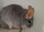 Chinchilla Blue Diamond vrouw, Dieren en Toebehoren, Knaagdieren, Vrouwelijk, Chinchilla, Voor 1 juli 2024, Tam