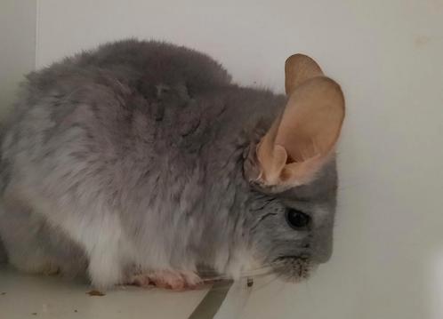 Chinchilla Blue Diamond vrouw, Dieren en Toebehoren, Knaagdieren, Vrouwelijk, Chinchilla, Voor 1 juli 2024, Tam