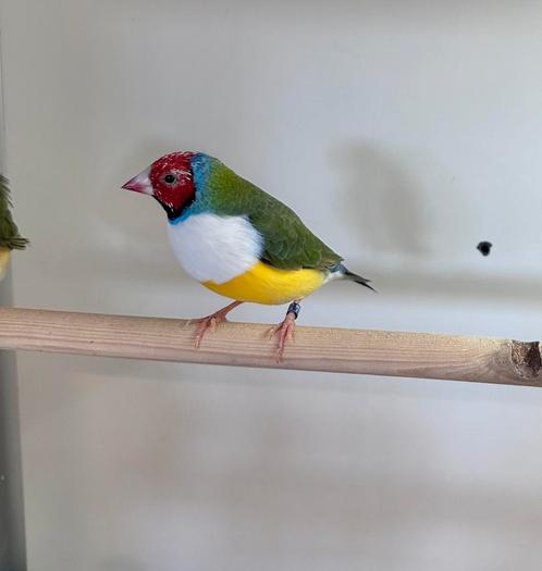 Gouldamadine man, Dieren en Toebehoren, Vogels | Overige Vogels, Mannelijk