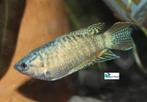 Paradijsvis "Blue", Dieren en Toebehoren, Vissen | Aquariumvissen, Vis, Zoetwatervis