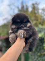 Pomeranian/pomeriaan teefje pup Black&tan, Dieren en Toebehoren, Keeshond, CDV (hondenziekte), 8 tot 15 weken, Teef