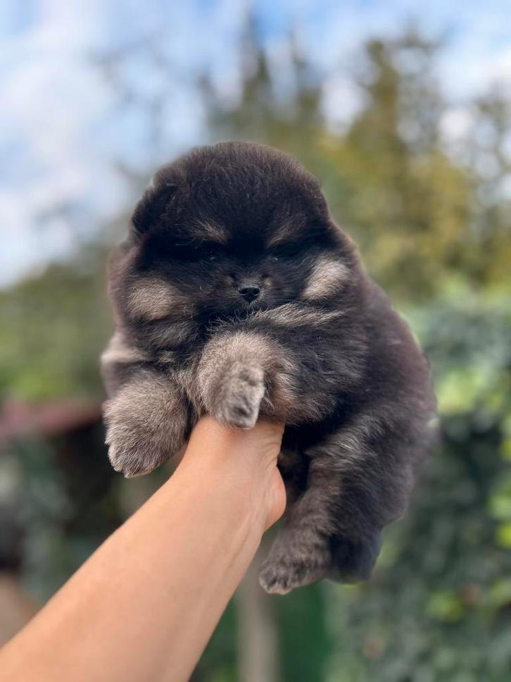Pomeranian/pomeriaan teefje pup Black&tan, Dieren en Toebehoren, Honden | Poolhonden, Keeshonden en Oertypen, Teef, Keeshond, Particulier