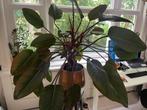 Philodendron imperial red 110cm, Ophalen, 100 tot 150 cm, Overige soorten, Halfschaduw