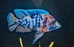 Malawi cichlide multi color 4-8 cm, Dieren en Toebehoren, Vissen | Aquariumvissen, Vis