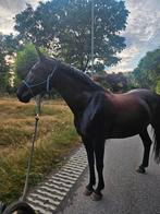 Prachtige KWPN merrie 1.68 allround.., Merrie, 165 tot 170 cm, Gechipt