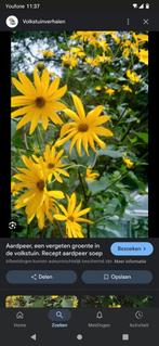 Gratis knollen v/d Helianthus/ vaste zonnebloem/ aardpeer?, Tuin en Terras, Ophalen, Gehele jaar, Volle zon, Knol
