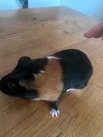 Cavia mannetje 3 maanden oud, Dieren en Toebehoren, Cavia, Mannelijk, Tam, Oktober