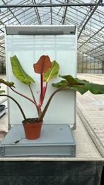 Philodendron orange marmelade pot 17, Ophalen of Verzenden, Overige soorten, Minder dan 100 cm