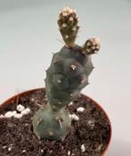 Tephrocactus Articulatus Inermis, Huis en Inrichting, Kamerplanten, Cactus, Minder dan 100 cm, Ophalen of Verzenden