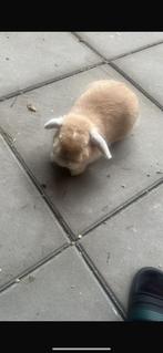 Konijn van 4 maanden, Dieren en Toebehoren, Konijnen