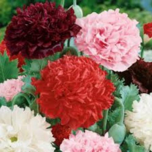 Papaver Somniferum mix zaden, Tuin en Terras, Bloembollen en Zaden, Zaad, Najaar, Volle zon, Ophalen of Verzenden