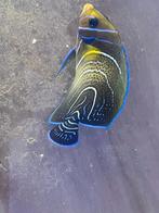 Vissen, Vis, Zoutwatervis