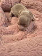 Mooie rasechte Langharige Chihuahua's, Dieren en Toebehoren, Honden | Chihuahua's en Gezelschapshonden, België, Particulier, Rabiës (hondsdolheid)