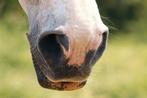 Gezocht: Paardenstalling in eigen beheer voor +/- 4 paarden, Dieren en Toebehoren, Stalling en Weidegang