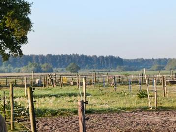 Weitje/paddock gezocht voor shetlanders  beschikbaar voor biedingen