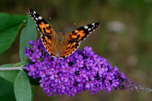 Vlinderstruiken! Wit roze paars lila geel versch. maten pot, Tuin en Terras, Planten | Struiken en Hagen, Struik, Vlinderstruik