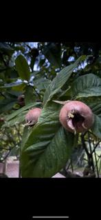 Mispel, ideaal voor gelei, likeur enz., Tuin en Terras, Ophalen, Minder dan 100 cm, Overige soorten, Zomer