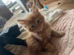 Maine coon kittens, Kater, Gechipt