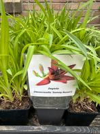 Hemerocallis Sammy Russel, Ophalen, Zomer, Overige soorten, Volle zon