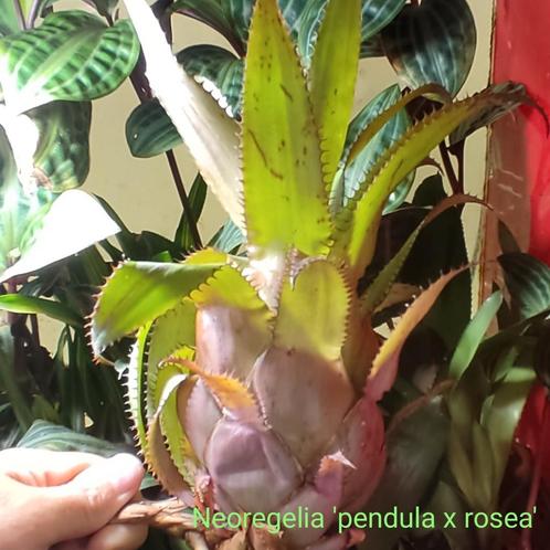 Spectaculaire Neoregelia pendula hybrides, Huis en Inrichting, Kamerplanten, Overige soorten, Minder dan 100 cm, In pot, Ophalen of Verzenden