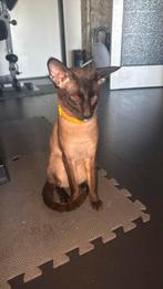 Siamees kat Zuivere siamees dekkater, 0 tot 2 jaar