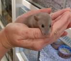 Dwergratjes super lief en super tam., Augustus, Meerdere dieren, Tam