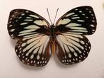 Euxanthe crossleyi, Ophalen of Verzenden, Nieuw, Insect, Opgezet dier