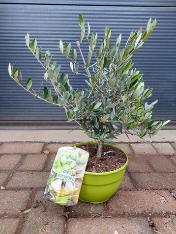 Olea Europaea - Olijfboompje in schaal H: 52 cm. beschikbaar voor biedingen