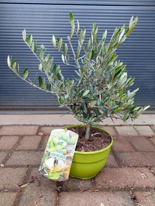 Olea Europaea - Olijfboompje in schaal H: 52 cm., Tuin en Terras, Planten | Bomen, Olijfboom, Minder dan 100 cm, Volle zon, Lente