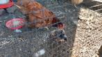Haan, Dieren en Toebehoren, Pluimvee, Mannelijk, Kip