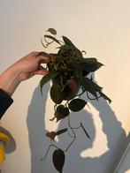 Philodendron Micans (hangplant), Ophalen, Overige soorten, Minder dan 100 cm