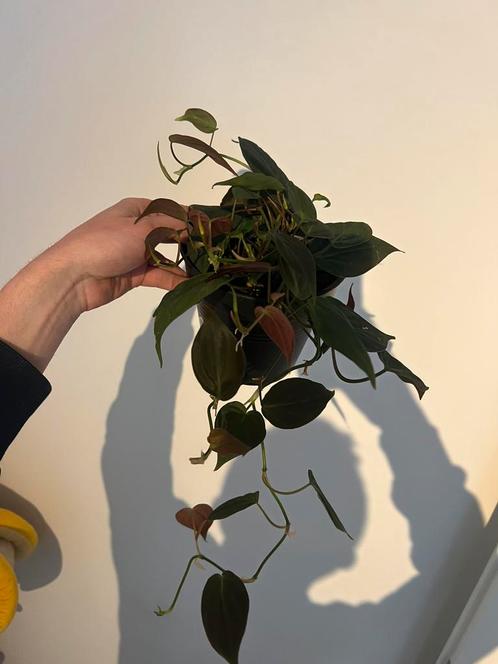 Philodendron Micans (hangplant), Huis en Inrichting, Kamerplanten, Overige soorten, Minder dan 100 cm, Ophalen
