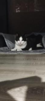 Gecastreerde Kat, net iets ouder dan 1 jaar., Kater, Ontwormd, 0 tot 2 jaar