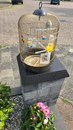 Jonge parkiet, Dieren en Toebehoren, Vogels | Hokken en Kooien, Ophalen, Zo goed als nieuw, Metaal, Vogelkooi
