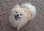 TK supermooi,lief,Dwergkees/pomeriaan teefje, Dieren en Toebehoren, Honden | Poolhonden, Keeshonden en Oertypen, Keeshond, CDV (hondenziekte)