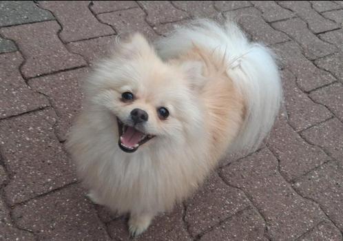 TK supermooi,lief,Dwergkees/pomeriaan teefje, Dieren en Toebehoren, Honden | Poolhonden, Keeshonden en Oertypen, Teef, Keeshond