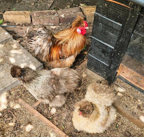 Mooie en lieve zijdehoen haantjes, Dieren en Toebehoren, Pluimvee, Kip, Mannelijk