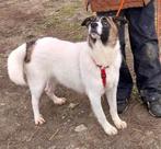 ZEER URGENT HELP LIEVE BORIS ERG ONGELUKKIG VERBLIJFT IN NL, Dieren en Toebehoren, Particulier, Rabiës (hondsdolheid), Reu, 1 tot 2 jaar