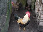 Broedeieren leghorn geel patrijs, Geslacht onbekend, Na 1 juli 2024