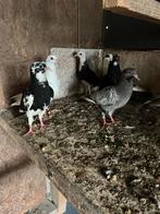 Jonge vinkduiven, Dieren en Toebehoren, Vogels | Duiven, Meerdere dieren