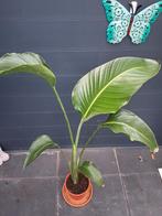 Strelitzia Nicolai, Huis en Inrichting, Kamerplanten, Ophalen