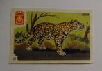 JAGUAR     Dieren van de Vivo, Verzenden, Zo goed als nieuw, Luciferdoosjes of -merken