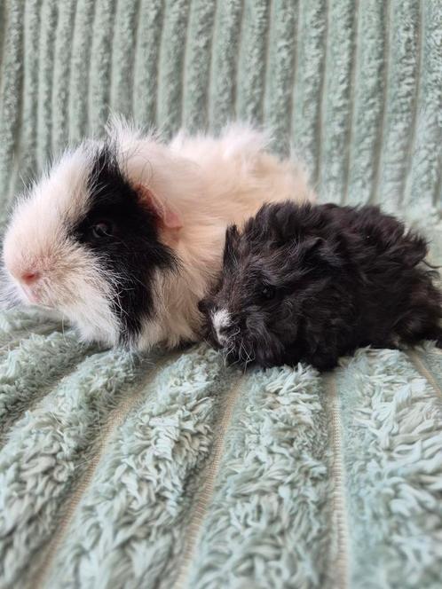 Koppeltje Vader en zoon Lunkarya Cavia's., Dieren en Toebehoren, Knaagdieren, Mannelijk, Cavia, Na 1 juli 2024, Tam