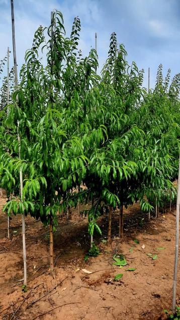 Prunus persica 'Benedicte' ❗️perzikboom🍑❗️ beschikbaar voor biedingen