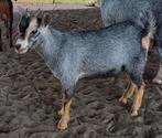 Dwerggeit bok blauwschimmel met tan CAE en CL-vrij, Dieren en Toebehoren, Schapen, Geiten en Varkens, Mannelijk, Geit, 0 tot 2 jaar