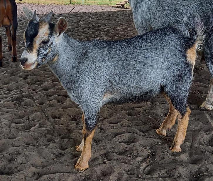 Dwerggeit bok blauwschimmel met tan CAE en CL-vrij, Dieren en Toebehoren, Schapen, Geiten en Varkens, Geit, Mannelijk, 0 tot 2 jaar