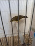 Mozambiquesijs, Dieren en Toebehoren, Mannelijk, Zangkanarie