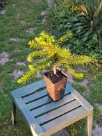 Apenbomen (Araucaria araucana) | tot 60cm | €19,99, Overige soorten, Lente, Minder dan 100 cm, Ophalen