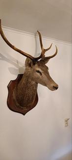 Hertenkop Taxidermie - Prachtige Wanddecoratie, Ophalen, Gebruikt