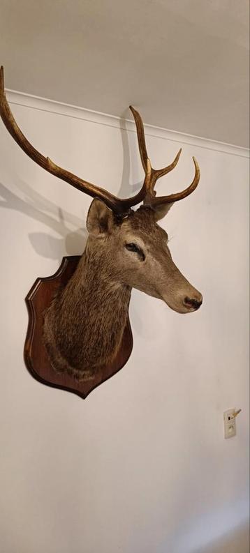 Hertenkop Taxidermie - Prachtige Wanddecoratie beschikbaar voor biedingen